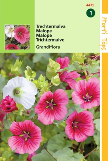 Annual mallow Mix (Malope trifida) 700 seeds